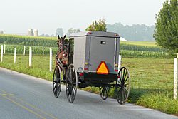 Archivo:Amish buggy 2