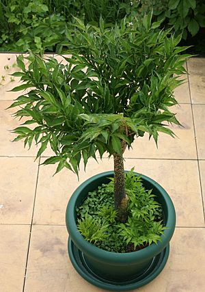 Amorphophallus konjac plant notunfold.JPG