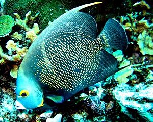 Archivo:Angel fish bild