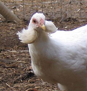 Archivo:Araucana hen showing ear tufts