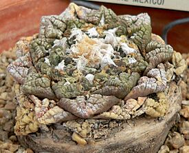 Ariocarpus fissuratus 1.jpg