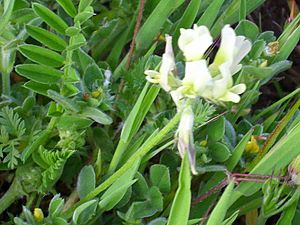 Archivo:Astragalus boeticus HojasyFlores 2011-4-07 CampodeCalatrava