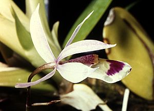 Archivo:Barkeria barkeriola Orchi 001