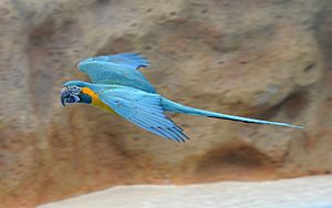 Archivo:Blue-throated macaw in flight
