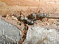 Carpenter ants