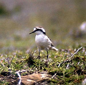 Archivo:Charadrius sanctaehelenae (1)