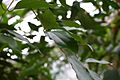 Cinnamomum-verum-leaves