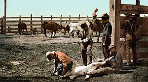 Archivo:Colorado - Branding Calves c. 1900