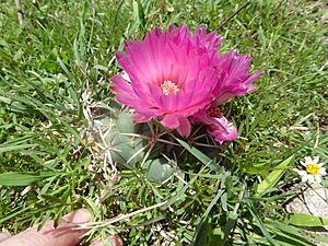 Coryphantha elephantidens elephantidens 9.jpg