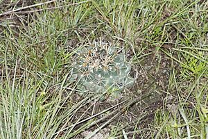 Archivo:Coryphantha ottonis 5