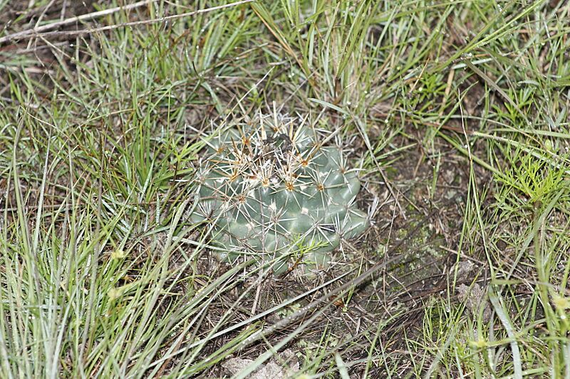 Coryphantha ottonis 5