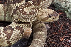 Crotalus molossus - Flickr - aspidoscelis (1)