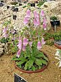 Digitalis dubia