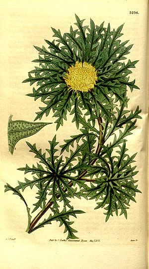 Archivo:Dryandra armata (Curtis's Botanical Magazine Plate 3236)