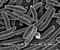 E. coli Bacteria (7316101966).jpg