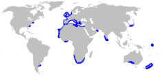 Distribución geográfica (en azul)