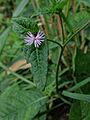 Elephantopus carolinianus - Carolina Elephants Foot