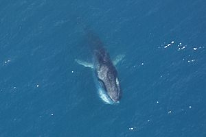 Archivo:Fin Whale feeding