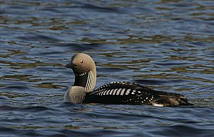 Archivo:Flickr - Rainbirder - Black-throated Diver (Gavia arctica) swimming