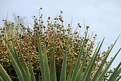 Archivo:Frutos del Drago de Gran Canaria