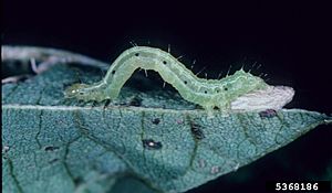 Archivo:G phytometrae larva