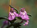 Galeopsis angustifolia