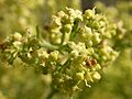 Galium angustifolium 2003-05-19