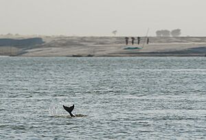 Archivo:Gangetic Dolphin