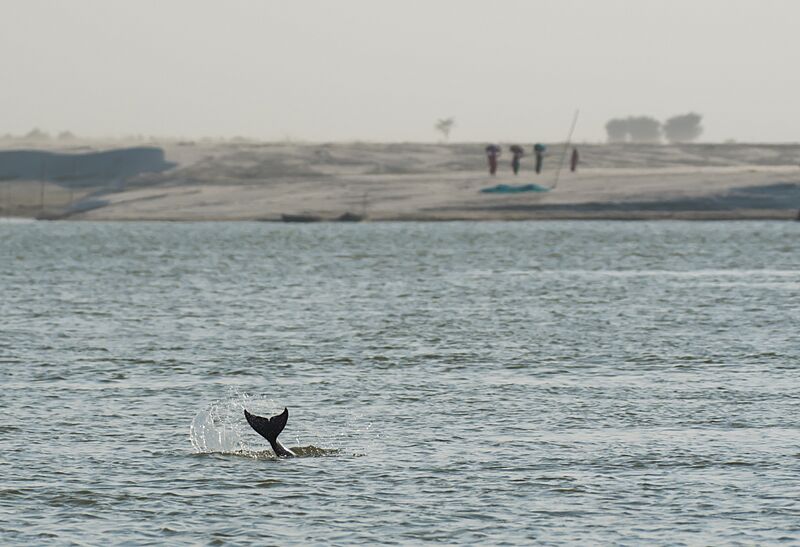 Gangetic Dolphin