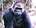 Gorilla Cin Zoo 020