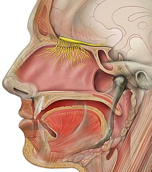Archivo:Head olfactory nerve