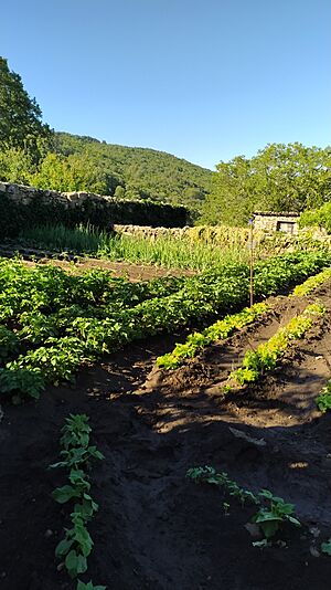 Archivo:Huerta en Puerto de Béjar