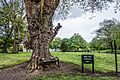 Hungry Tree at King’s Inns, Dublin-17565181402