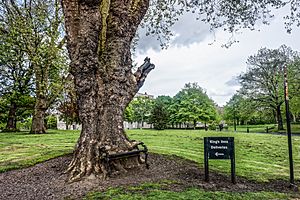 Archivo:Hungry Tree at King’s Inns, Dublin-17565181402