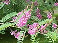 Indigofera tinctoria1