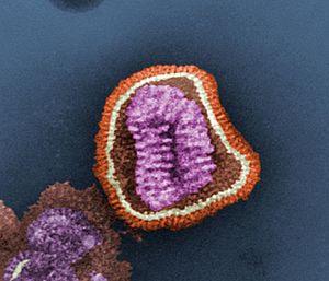 Influenza virus particle color.jpg