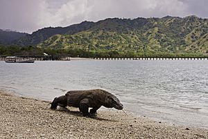 Archivo:Komodo dragon at Komodo National Park