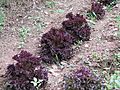 Lechuga de hoja de roble