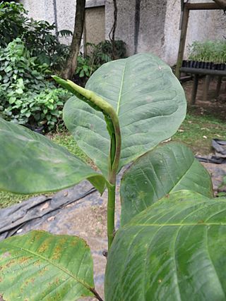 M. yarumalensis.JPG