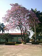 Macuilis