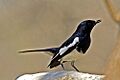 Magpie robin