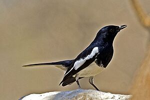 Archivo:Magpie robin