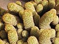 Mammillaria elongata 2