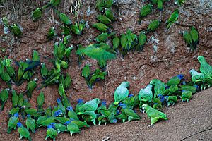 Archivo:Many parrots -Anangu, Yasuni National Park, Ecuador -clay lick-8