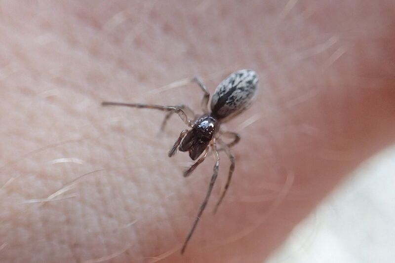 Matachia spp