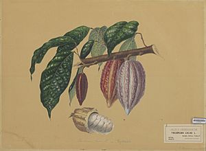 Archivo:Naturalis Biodiversity Center - L.0939563 - Bernecker, A. - Theobroma cacao - Artwork