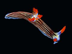 Nembrotha aurea B