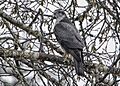 Northern Goshawk 139 (24944225498)
