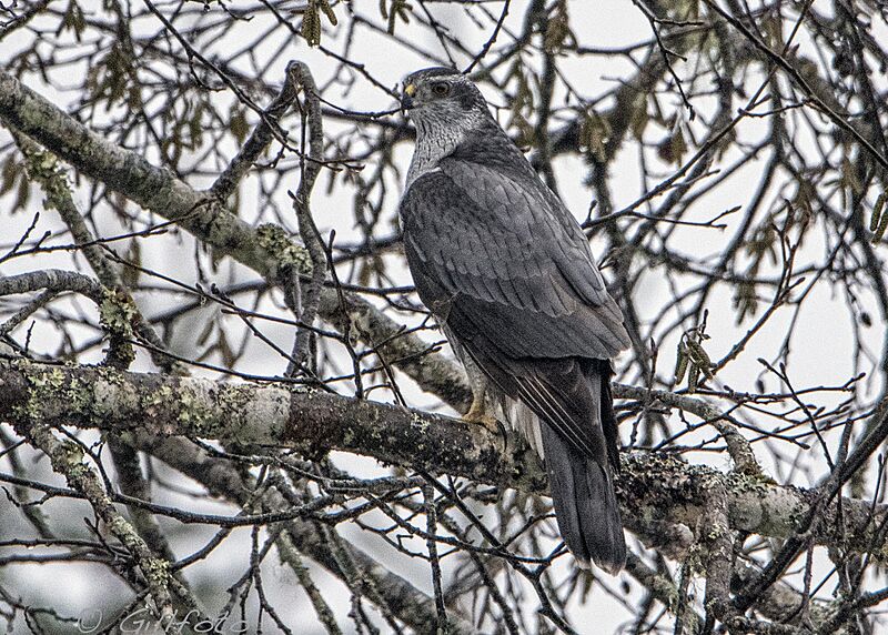 Northern Goshawk 139 (24944225498)