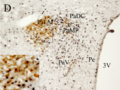 Nucleo Paraventric Neuro-AVP